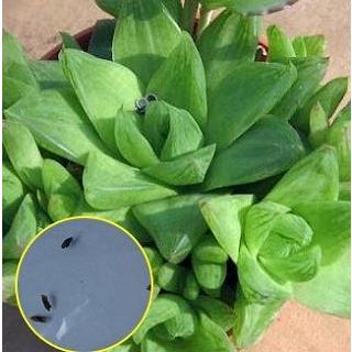 ハオルチア シンビフォルミス Haworthia Cymbiformis の種子 Suc Haw Cymbiformis 多肉植物ワールド 通販 Yahoo ショッピング