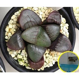 ハオルチア・スプリングボクブラケンシス(Haworthia
