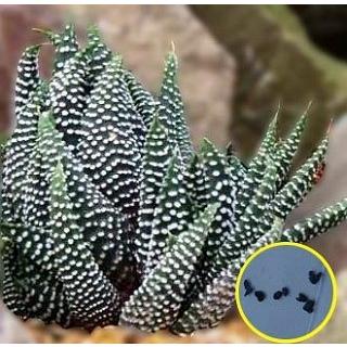 ハオルシア(ハオルチア) ミニマ(Haworthia Minima)の種子｜succulent