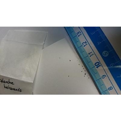 カランコエ ベハレンシス 仙女の舞 Kalanchoe Beharensis の種子 Suc Klc Kalanchoe Beharensis 多肉植物ワールド 通販 Yahoo ショッピング