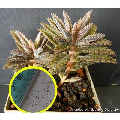 子宝草 花 ガーデニング の商品一覧 通販 Yahoo ショッピング
