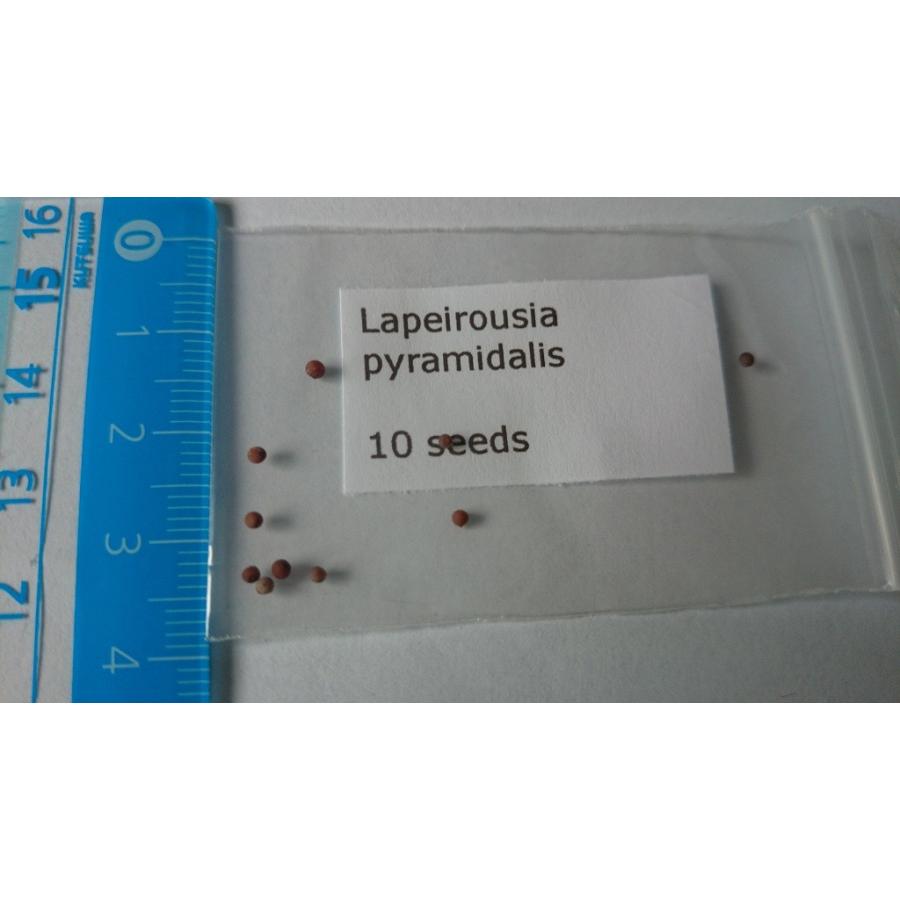 種子20粒　ラペイロージア・ピラミダリス（Lapeirousia pyramidalis）｜succulent｜02