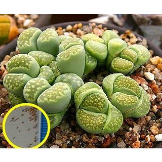 リトープス緑福来玉(Lithops julii v. fulleri Fullergreen リトープス緑福来玉(Lithops julii v. fulleri Fullergreen