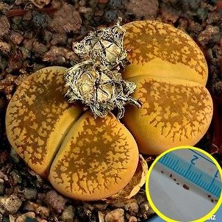 種子20粒 リトープス・白花日輪玉 C392(Lithops aucampiae 'Storms