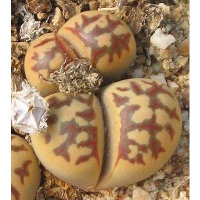 リトープス ドロテア C300の種子(Lithops dorothea C300) : 多肉植物