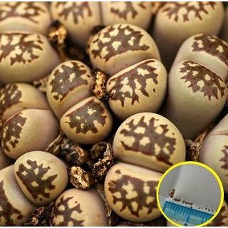 リトープス・ドロテアエ（麗虹玉）(Lithops dorotheae)の種子 : 多肉 
