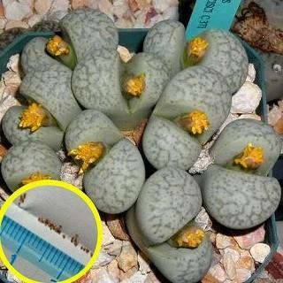 リトープス種子 200種類各5粒ずつ