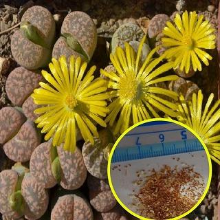 リトープス 源氏玉(Lithops gesineae）の種子 : 多肉植物ワールド 