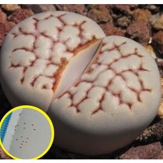 種子10粒 リトープス 大理石(Lithops julii var. chrysocephala)の種子