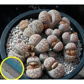 Aglaomorpha coronans 石垣島産 Yahoo!オークション - [石垣島産] Aglaomorpha coronans