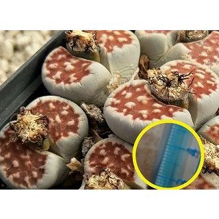 種子10粒 リトープス・カラスモンタナ・ラテリチア(karasmontana v