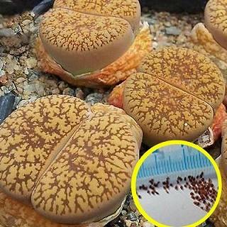 種子15粒 リトープス・レスリー・ホルニー(宝留玉)(Lithops Lesliei