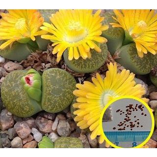 リトープス Lesliei V Lesliei Storms S Albinigold C36b の種子 Suc Ltp Lithops Lesliei C36b 多肉植物ワールド 通販 Yahoo ショッピング