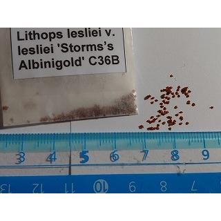 種子12粒 リトープス lesliei v. 'Storms's Albinigold' (C36B)の種子