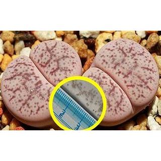 リトープス翠蛾種子1,000粒C388 Steineckeana ステインケアナ リトープス翠蛾種子1,000粒C388 Steineckeana ステインケアナ 霧吹き