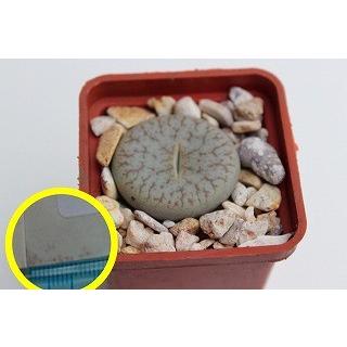 種子10粒 リトープス 曲玉 琅カン玉（ファリノーサ）(Lithops