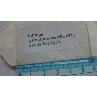 7番　リトープス　ステインケアナ　翠蛾　C388 双頭　種子付き 7番 リトープス ステインケアナ 翠蛾 C388 双頭 種子付き