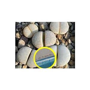 14番　リトープス　ステインケアナ　翠蛾　C388 双頭　種子付き 14番 リトープス ステインケアナ 翠蛾 C388 双頭 種子付き 14番