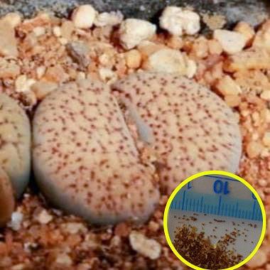 種子20粒 リトープス 朝貢玉 C196 'inae' (Lithops verruculosa