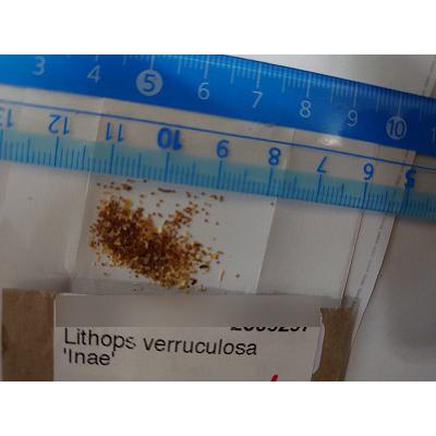 専用❤️速達付き同梱-200円多肉植物　リトープス　朝貢玉 鉢のまま 多肉植物 リトープス 朝貢玉 LITHOPS verruculosa 種10粒 メセン