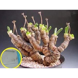 種子30粒 モニラリア モニリフォルミス(Monilaria Moniliformis)の種子