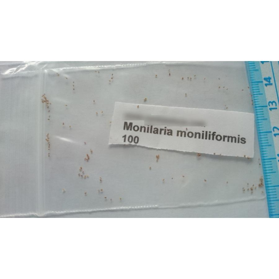 種子20粒 モニラリア モニリフォルミス(Monilaria Moniliformis