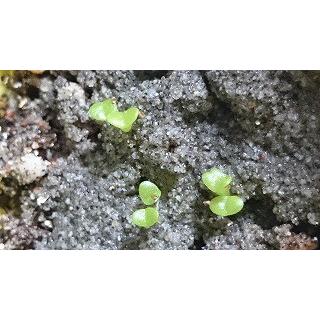 種子20粒 モニラリア モニリフォルミス(Monilaria Moniliformis)の種子