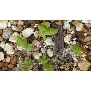 種子20粒　モニラリア・モニリフォルミス(Monilaria Moniliformis)｜succulent｜04