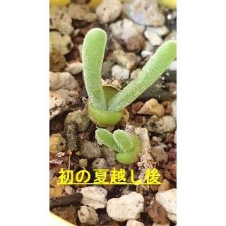 種子20粒　モニラリア・モニリフォルミス(Monilaria Moniliformis)｜succulent｜05