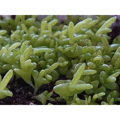 種子20粒　モニラリア・モニリフォルミス(Monilaria Moniliformis)｜succulent｜08