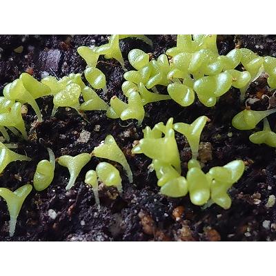 モニラリア　種子16種類　20粒ずつセット モニラリア 種子16種類 20粒ずつセット