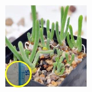 モニラリア オブコニカ Monilaria Obconica の種子50粒入りパッケージ Suc Mlr Monilaria Obconica Pack50 多肉植物ワールド 通販 Yahoo ショッピング