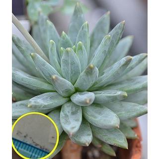 パキフィツム ブレビフォリウム Pachyphytium Brevifolium の種子 Suc Pht Pachyphytium Brevifolium 多肉植物ワールド 通販 Yahoo ショッピング