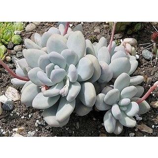 専用❣️多肉植物^o^ 希少❣️オビフェルム×ベビーフィンガー 専用❣️多肉植物^o^ 希少❣️オビフェルム×ベビーフィンガーの