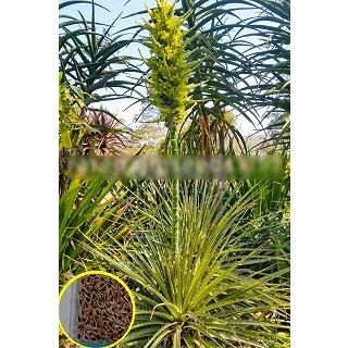 種子20粒 プヤ・チレンシス(Puya chilensis) : 多肉植物ワールド  