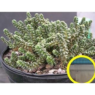 セダム ブレビフォリウム Sedum Brevifolium の種子 Suc Sdm Sedum Brevifolium 多肉植物ワールド 通販 Yahoo ショッピング