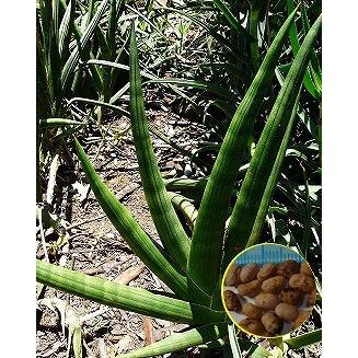 種100粒 ペアルソニー Aloe pearsonii Aloe Pearsonii | Unique Clump-Forming Plant | Planet Desert