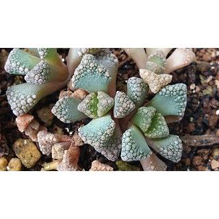 種子20粒 チタノプシス 天女(Titanopsis Calcarea)の種子 : 多肉