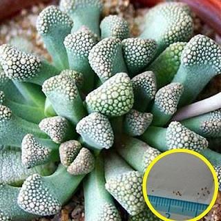 チタノプシス 種子40種類 20粒ずつセット チタノプシス 種子40種類