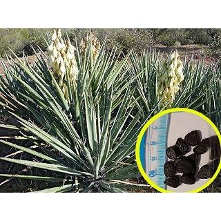 種子15粒 ユッカ・バッカタ(Yucca baccata) : 多肉植物ワールド - 通販  