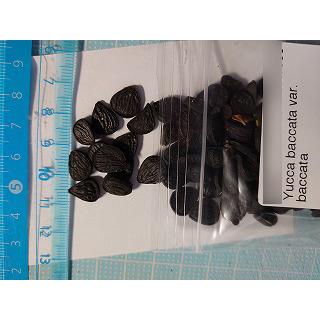 7月入荷 500粒+ ユッカ リギダ 種 種子 証明書あり1709 ユッカ未発芽切株3株 郵送 7月入荷 500粒+ ユッカ リギダ 種