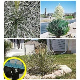 種子10粒 ユッカ・エラータ(Yucca elata) : 多肉植物ワールド 種子10粒 ユッカ・エラータ(Yucca elata) : 多肉植物ワールド