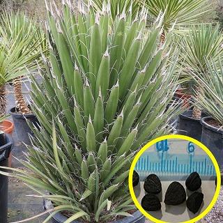 種子50粒 ユッカ・フィリフェラ(Yucca filifera) : 多肉植物