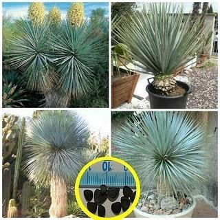 種子50粒 ユッカ・リギダ(Yucca rigida) : 多肉植物ワールド