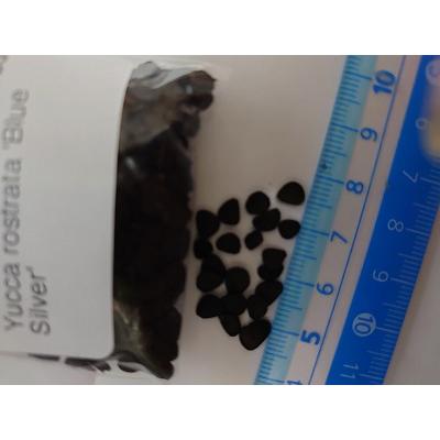 種子15粒 ユッカ ロストラータ 'ブルー シルバー'(Yucca