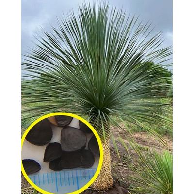 ユッカロストラータ ユッカ ロストラータ Yucca rostrata 20210806 | SPG 'for sale'