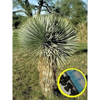 ユッカ トンプソニアナ Yucca 新作商品 期間限定 Thompsoniana の種子
