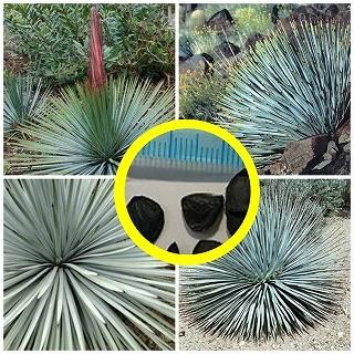 ユッカウィップレイ(C)