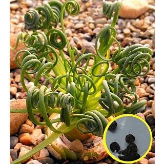 種子10粒　アルブカ  スピラリス(Albuca Spiralis)｜succulent