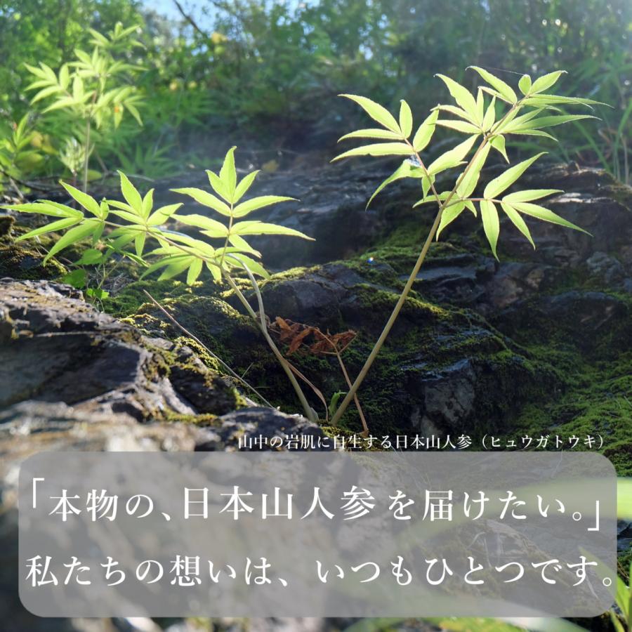 日本山人参 パウダー 30g ヒュウガトウキ 粉末 日本山人参茶 日向当帰